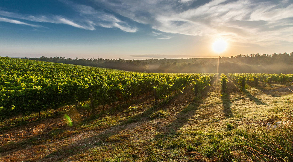 viñedos con atardecer